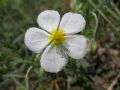 Helianthemum apenninum